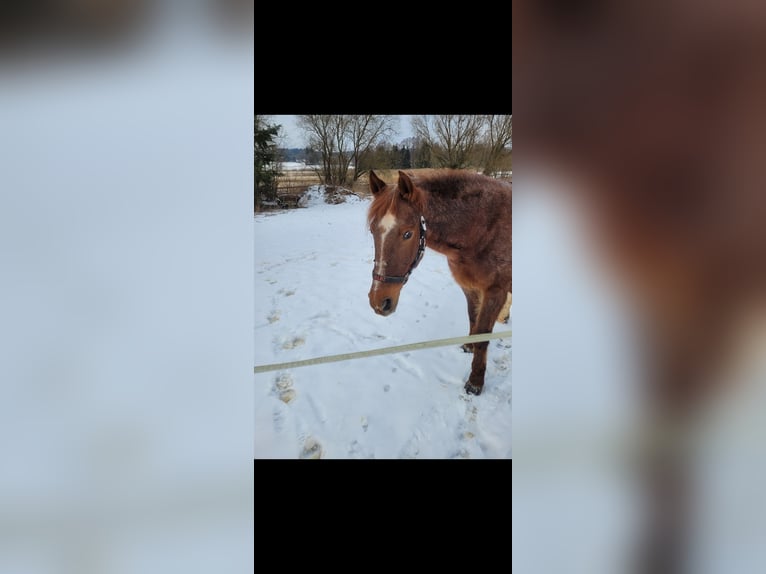 Deutsches Reitpony Mix Wallach 15 Jahre 142 cm in Neufahrn in Niederbayern