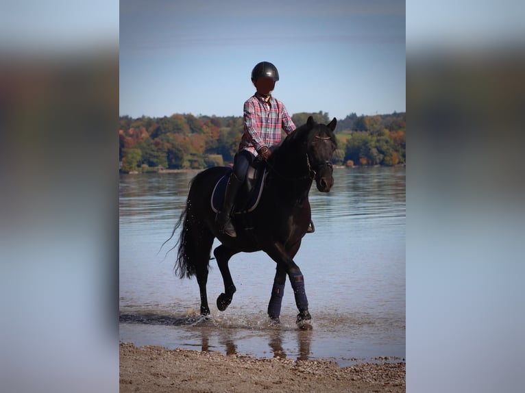 Deutsches Reitpony Wallach 15 Jahre 142 cm Rappe in Gilching