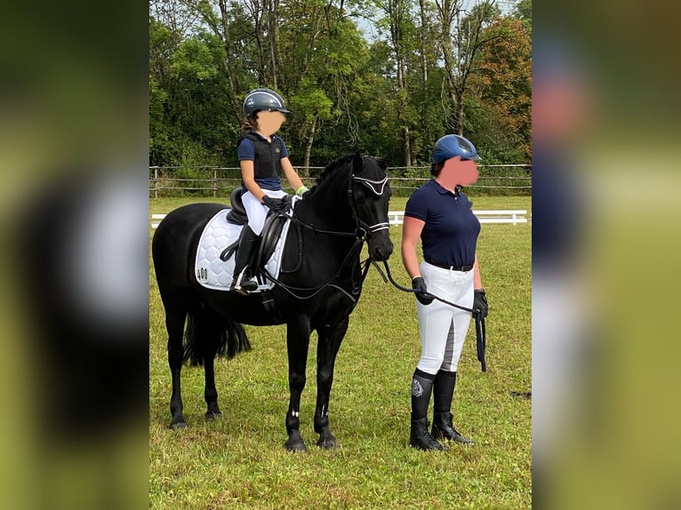 Deutsches Reitpony Wallach 15 Jahre 142 cm Rappe in Gilching