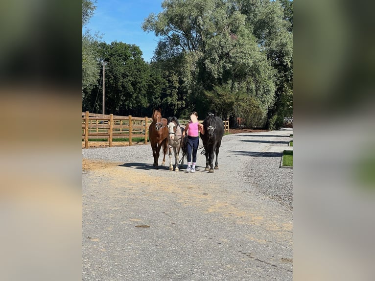 Deutsches Reitpony Wallach 15 Jahre 142 cm Rappe in Gilching