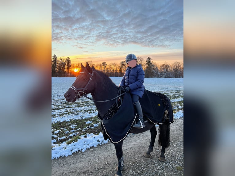 Deutsches Reitpony Wallach 15 Jahre 142 cm Rappe in Gilching