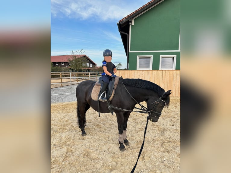 Deutsches Reitpony Wallach 15 Jahre 142 cm Rappe in Gilching