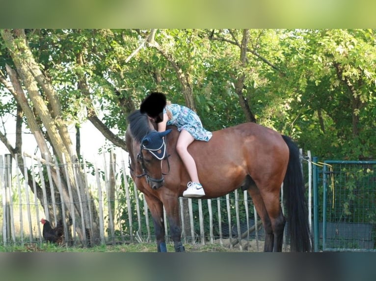 Deutsches Reitpony Wallach 15 Jahre 143 cm Brauner in Kalkar