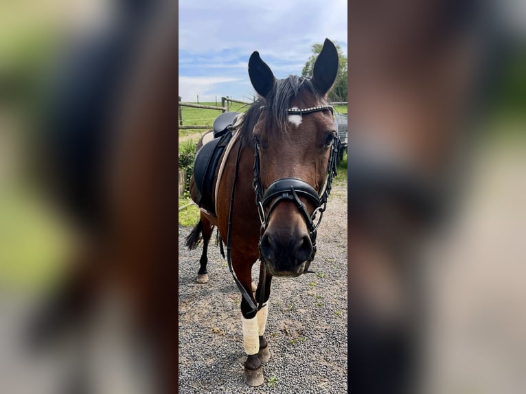 Deutsches Reitpony Wallach 15 Jahre 143 cm Brauner in Kalkar