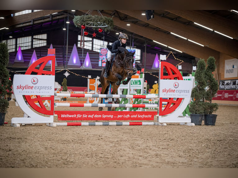 Deutsches Reitpony Wallach 15 Jahre 143 cm in Planebruch