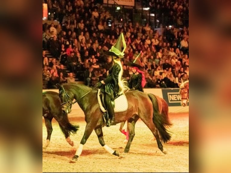 Deutsches Reitpony Wallach 15 Jahre 144 cm Brauner in Meppen