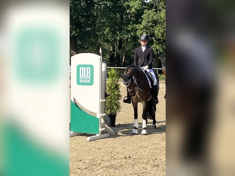 Deutsches Reitpony Wallach 15 Jahre 144 cm Brauner in Meppen