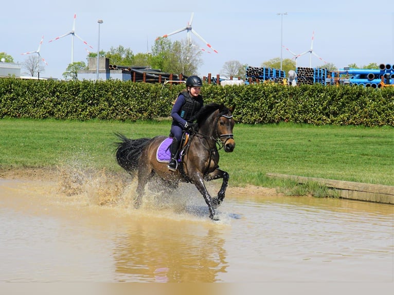 Deutsches Reitpony Wallach 15 Jahre 144 cm Brauner in Meppen