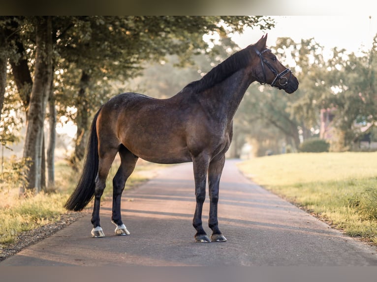 Deutsches Reitpony Wallach 15 Jahre 144 cm Brauner in Meppen