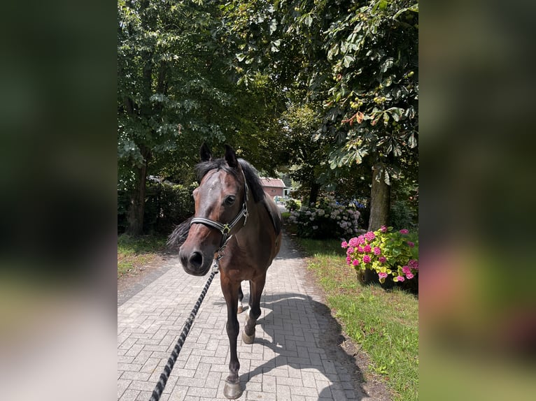 Deutsches Reitpony Wallach 15 Jahre 144 cm Brauner in H&#xFC;nxe
