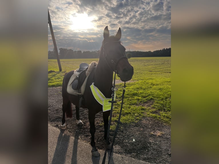 Deutsches Reitpony Wallach 15 Jahre 144 cm Brauner in H&#xFC;nxe