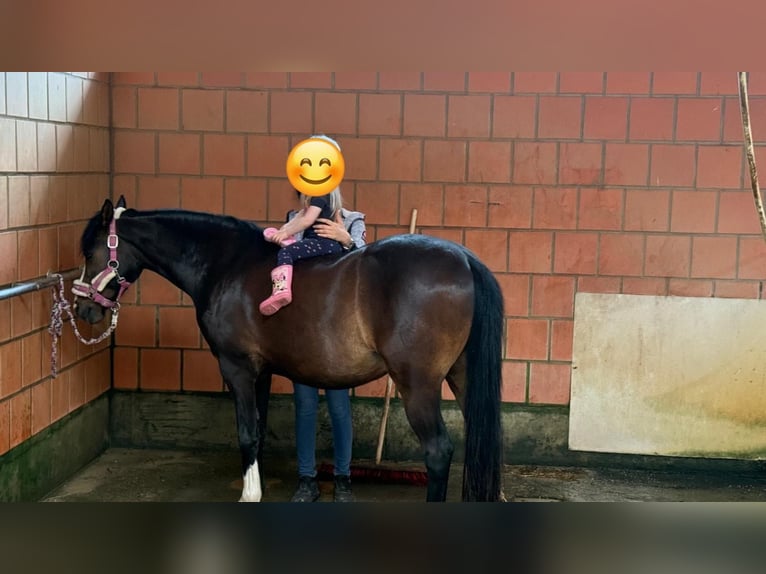 Deutsches Reitpony Wallach 15 Jahre 144 cm Dunkelbrauner in Rodgau