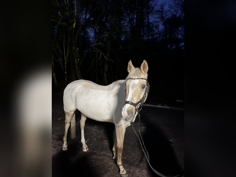 Deutsches Reitpony Wallach 15 Jahre 144 cm Palomino in Borken