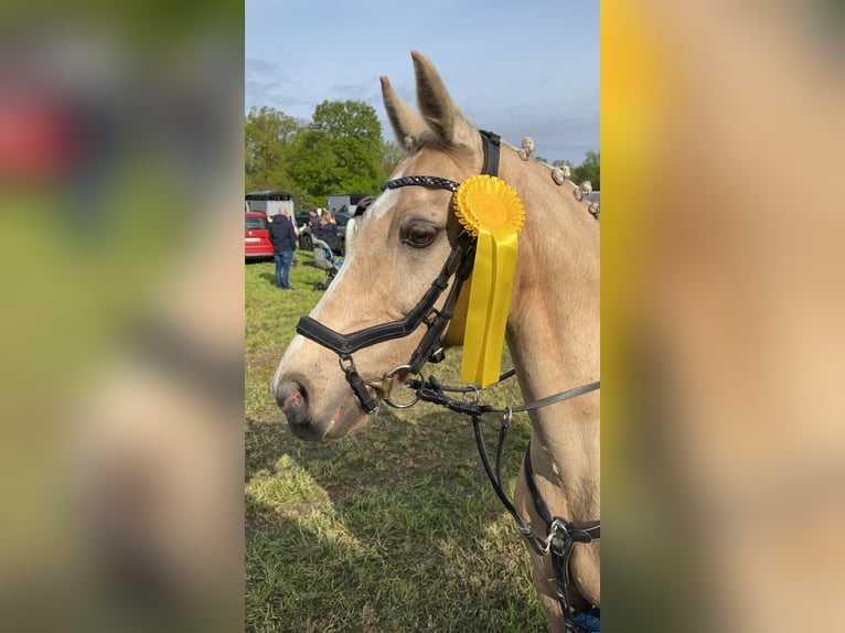 Deutsches Reitpony Wallach 15 Jahre 144 cm Palomino in Borken