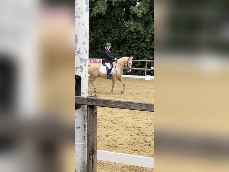 Deutsches Reitpony Wallach 15 Jahre 144 cm Palomino in Borken