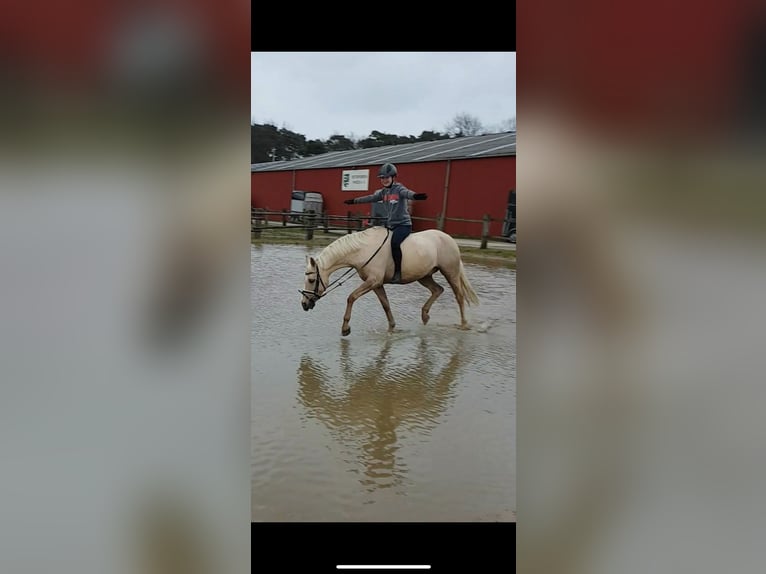 Deutsches Reitpony Wallach 15 Jahre 144 cm Palomino in Borken