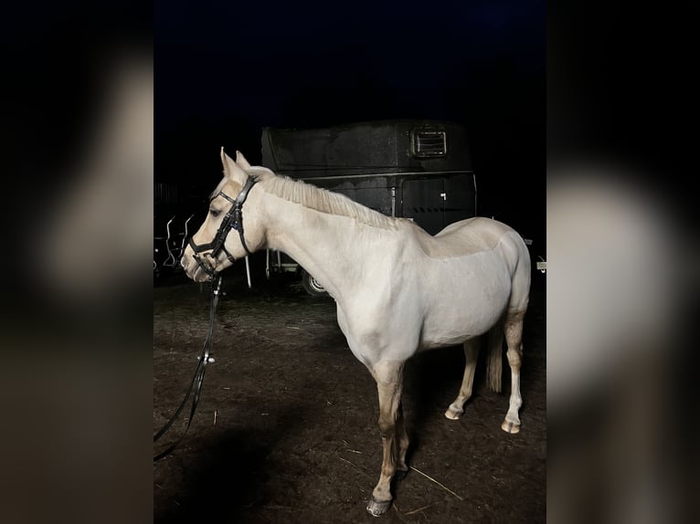 Deutsches Reitpony Wallach 15 Jahre 144 cm Palomino in Borken