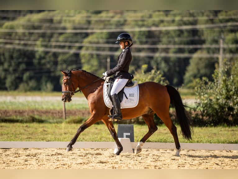 Deutsches Reitpony Wallach 15 Jahre 145 cm Brauner in Illschwang