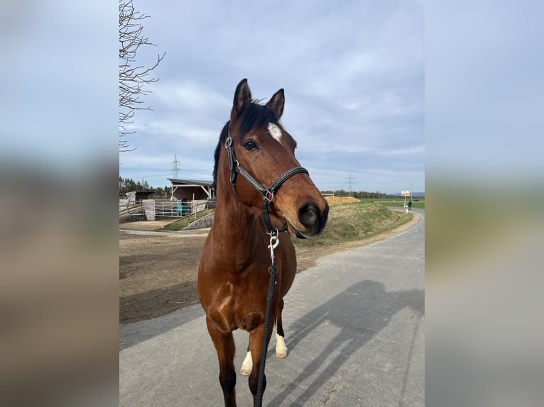 Deutsches Reitpony Wallach 15 Jahre 145 cm Brauner in Ursensollen