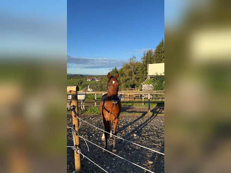 Deutsches Reitpony Wallach 15 Jahre 145 cm Brauner in Ursensollen