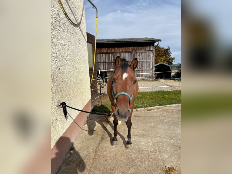 Deutsches Reitpony Wallach 15 Jahre 145 cm Brauner in Ursensollen