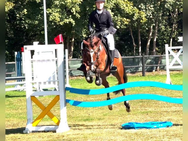 Deutsches Reitpony Wallach 15 Jahre 145 cm Brauner in Hamburg