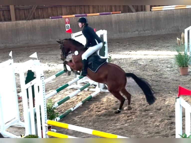 Deutsches Reitpony Wallach 15 Jahre 145 cm Brauner in Hamburg