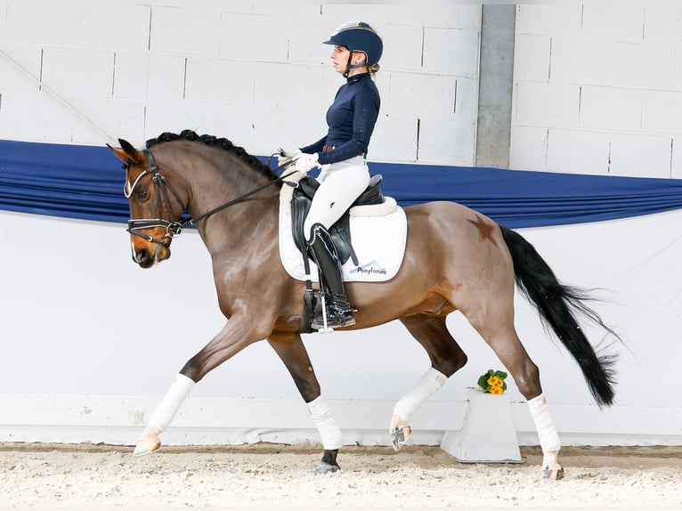Deutsches Reitpony Wallach 15 Jahre 145 cm Dunkelbrauner in Marsberg