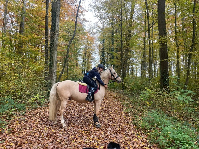 Deutsches Reitpony Wallach 15 Jahre 145 cm Palomino in Kandern