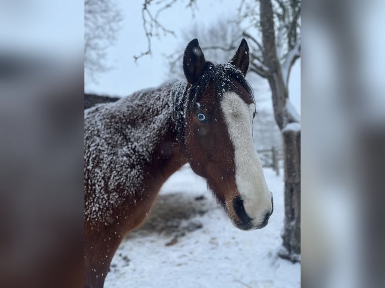Deutsches Reitpony Wallach 15 Jahre 146 cm Brauner in Börm