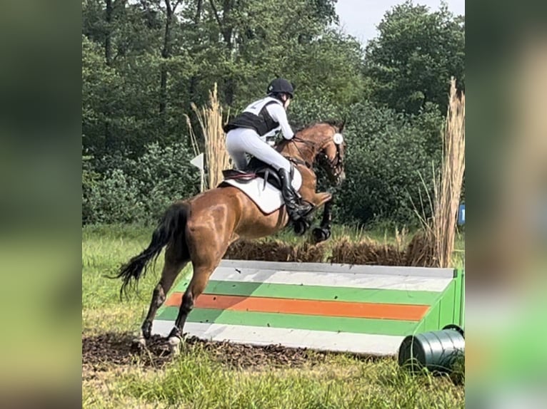 Deutsches Reitpony Wallach 15 Jahre 146 cm Brauner in Kade