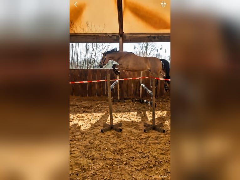 Deutsches Reitpony Wallach 15 Jahre 146 cm Falbe in Berlin