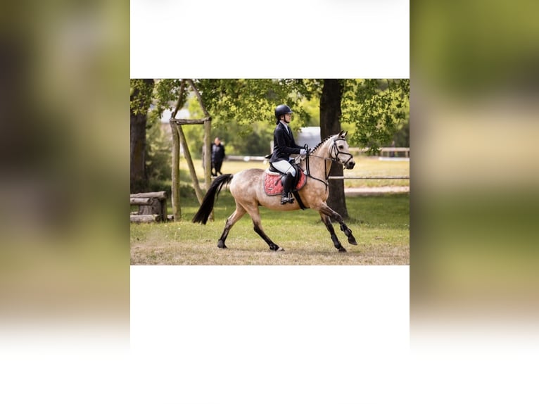 Deutsches Reitpony Wallach 15 Jahre 146 cm Falbe in Berlin