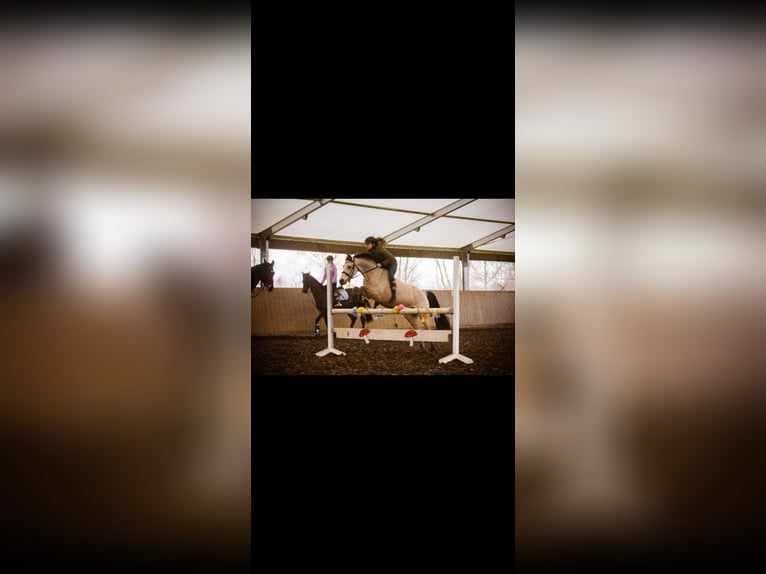 Deutsches Reitpony Wallach 15 Jahre 146 cm Falbe in Berlin