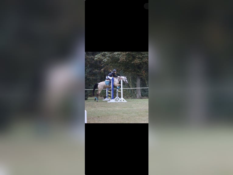 Deutsches Reitpony Wallach 15 Jahre 146 cm Falbe in Berlin