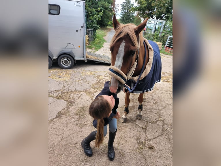 Deutsches Reitpony Wallach 15 Jahre 146 cm Fuchs in Bodenfelde