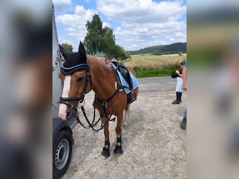 Deutsches Reitpony Wallach 15 Jahre 146 cm Fuchs in Bodenfelde