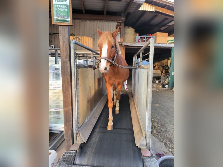 Deutsches Reitpony Wallach 15 Jahre 146 cm Fuchs in Bodenfelde