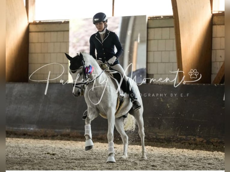 Deutsches Reitpony Wallach 15 Jahre 146 cm Schimmel in Berlin