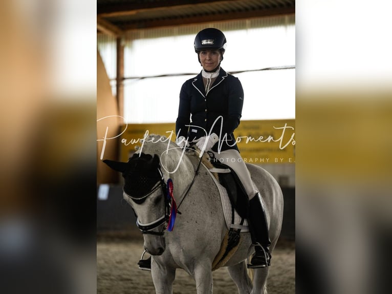 Deutsches Reitpony Wallach 15 Jahre 146 cm Schimmel in Berlin