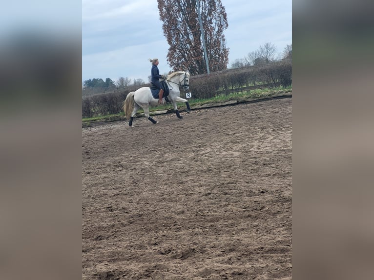 Deutsches Reitpony Wallach 15 Jahre 146 cm Schimmel in Berlin