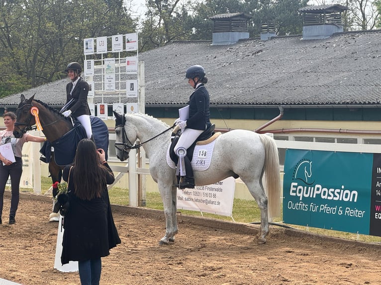 Deutsches Reitpony Wallach 15 Jahre 146 cm Schimmel in Berlin