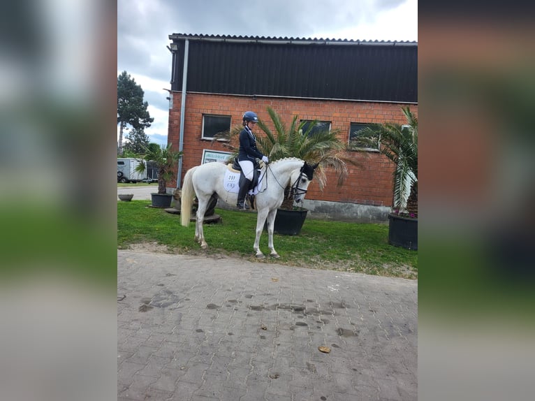 Deutsches Reitpony Wallach 15 Jahre 146 cm Schimmel in Berlin