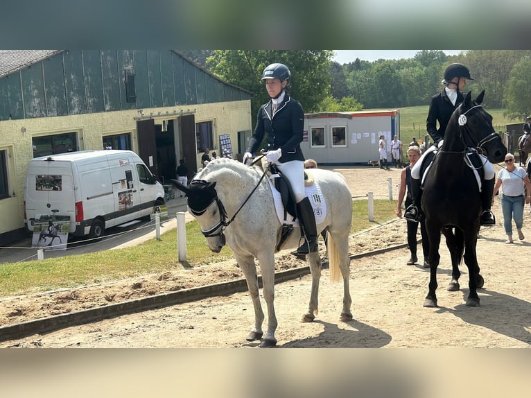 Deutsches Reitpony Wallach 15 Jahre 146 cm Schimmel in Berlin
