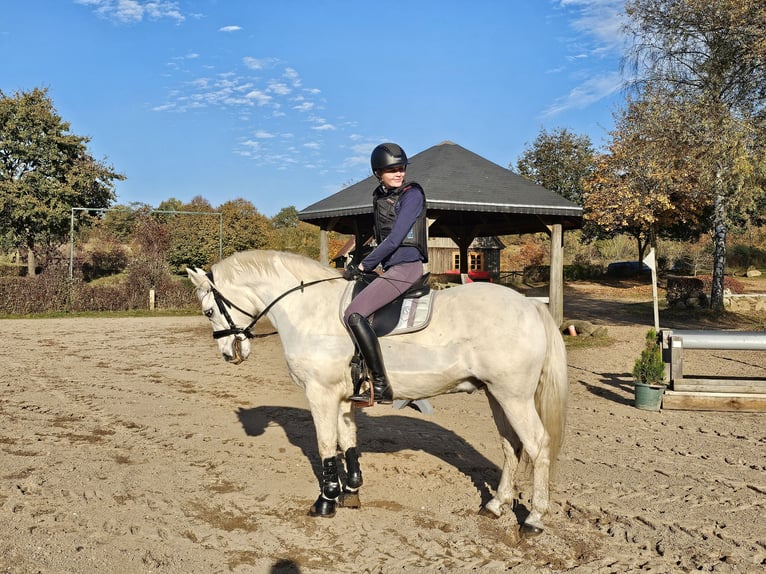 Deutsches Reitpony Wallach 15 Jahre 146 cm Schimmel in Pansdorf, Holstein