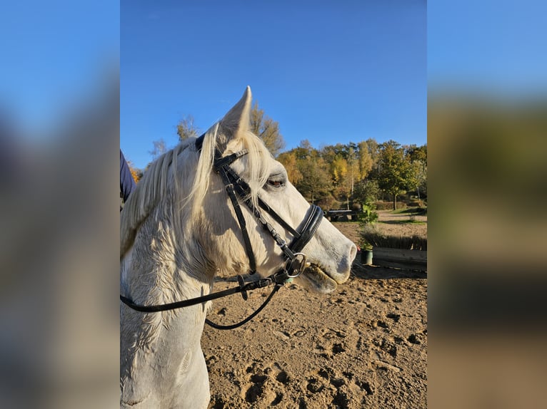 Deutsches Reitpony Wallach 15 Jahre 146 cm Schimmel in Pansdorf, Holstein