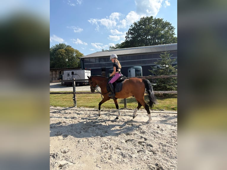 Deutsches Reitpony Wallach 15 Jahre 147 cm Brauner in Varel Jethausen