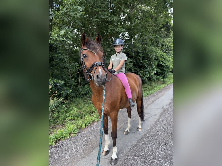 Deutsches Reitpony Wallach 15 Jahre 147 cm Brauner in Varel Jethausen
