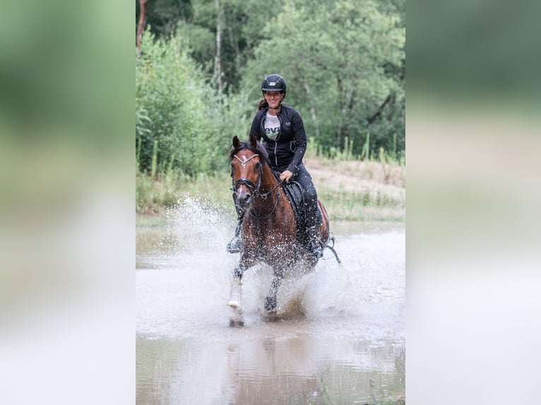 Deutsches Reitpony Wallach 15 Jahre 147 cm Brauner in Varel Jethausen