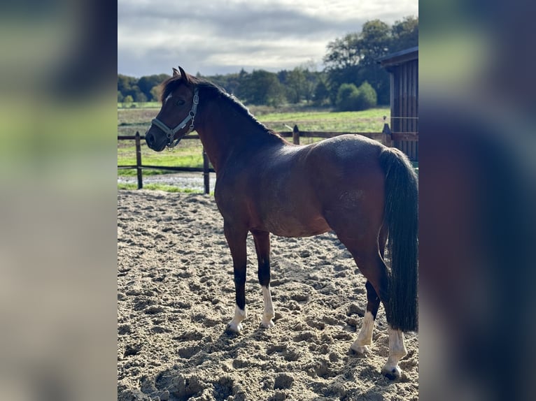 Deutsches Reitpony Wallach 15 Jahre 147 cm Brauner in Varel